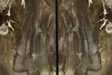 Petrified Wood Bookends - Oregon #117227-2